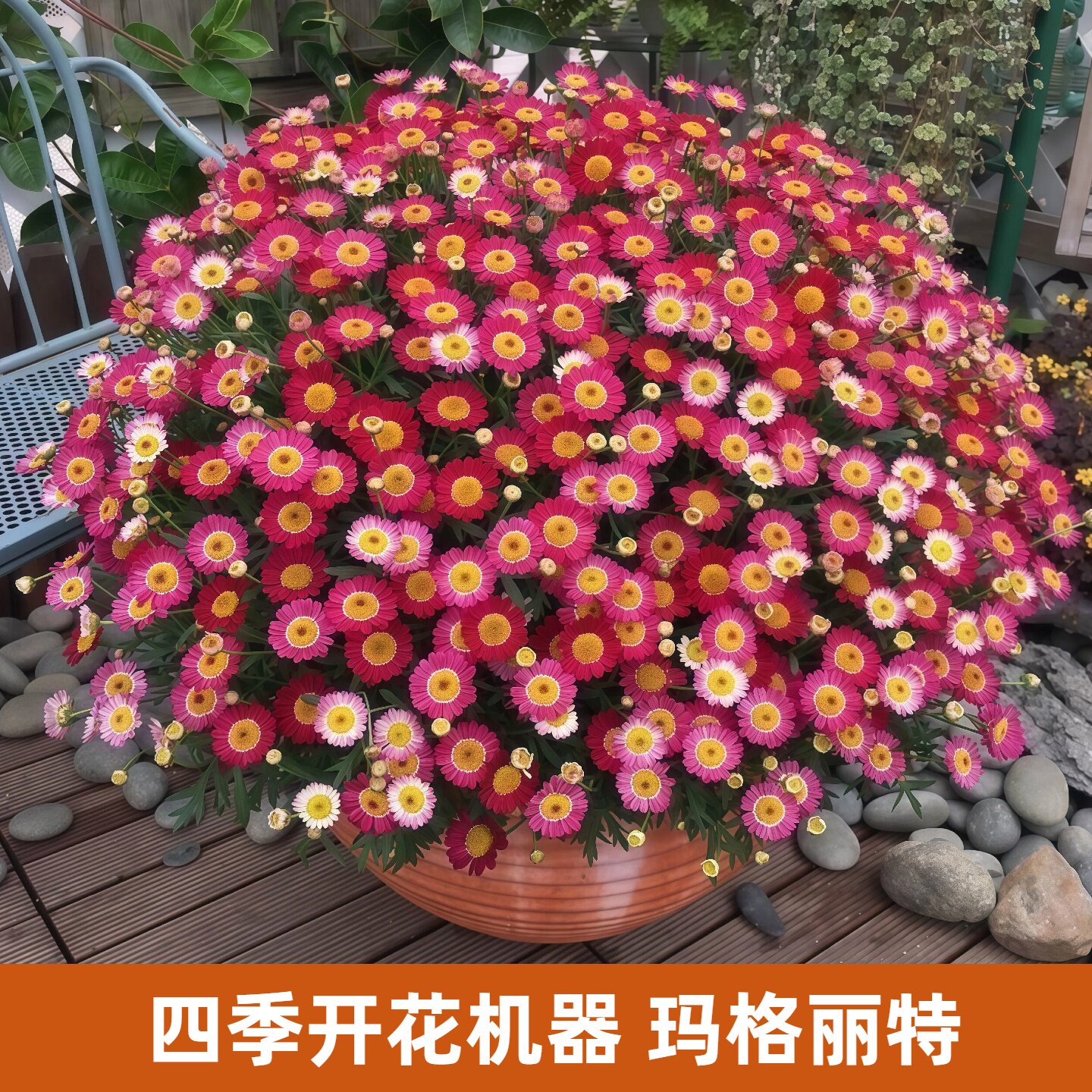问天种业玛格丽特花苗菜苗糖果菊阳台盆栽花卉地肤草绿植当年开花
