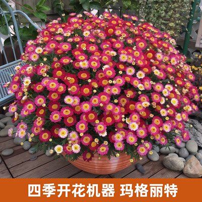 问天种业玛格丽特花苗当年开花