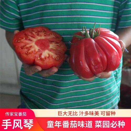 问天种业传家宝番茄西红柿种子苗