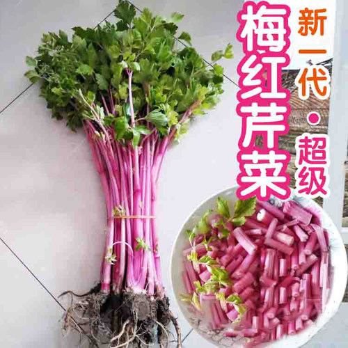 【红芹菜种子】极野生野菜