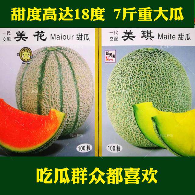 美琪美花甜瓜种子 甜度高达18的好吃多汁网纹甜瓜种子 瓜圆形