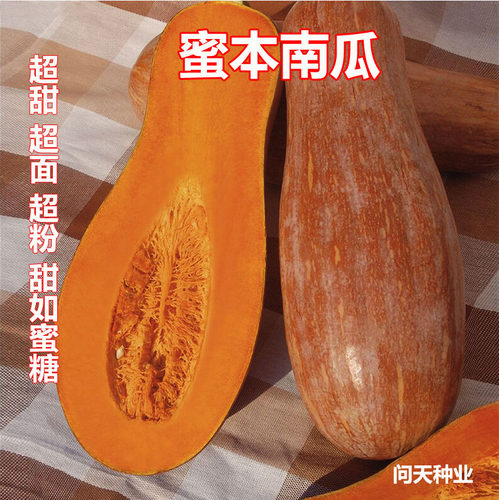 超甜贝贝红蔬菜种子蜜本南瓜