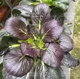 Семена пурплеса овощных семян Daquan весенние растительные семена пурпурных рапсов