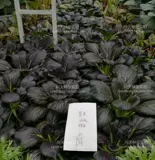 Семена пурплеса овощных семян Daquan весенние растительные семена пурпурных рапсов