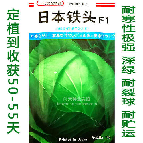 寿光铁头大包高产抗病甘蓝种子