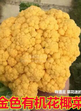 好吃金黄色花椰菜罗马花椰菜花菜花四季春秋季可盆栽蔬菜种子籽孑