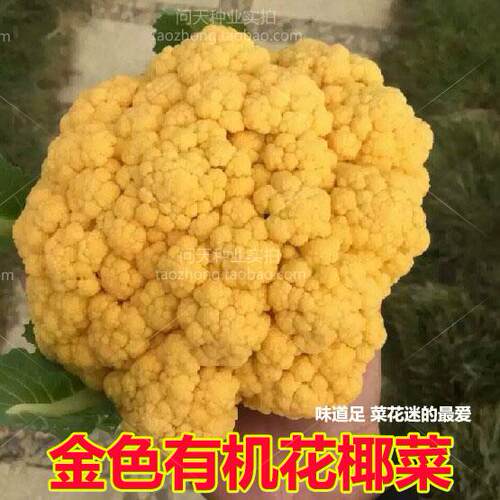 有机黄色花椰菜神良种子罗马四季