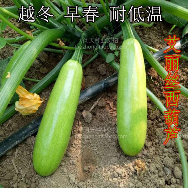艾丽斯早春西葫芦种子籽高产四季春夏季苗秧夏秋季蔬菜种孑大全