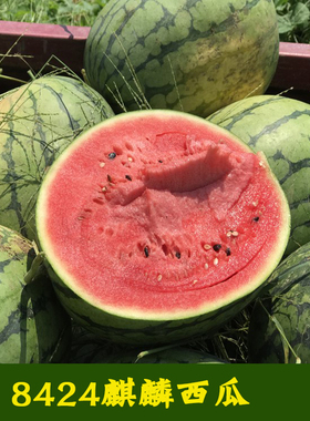 甜王8424西瓜蔬菜种子苗特大高产懒汉巨型种籽春夏四季南方水果孑
