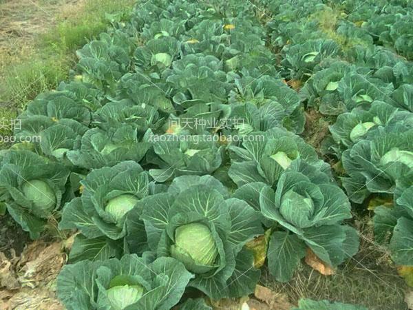 农家好吃甘蓝包菜卷心菜洋白菜四季春秋季盆栽蔬菜水果种子籽孑