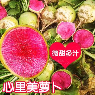 满堂红超甜柿饼蔬菜种子萝卜