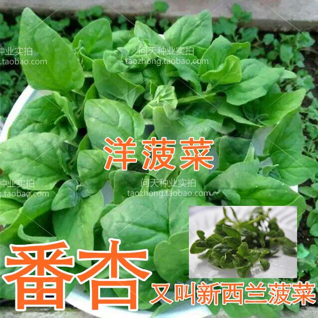 番杏洋菠菜种蔬果茎叶柔嫩新西兰