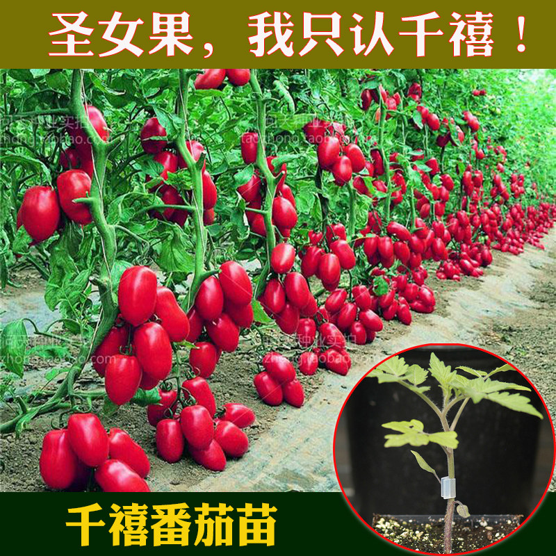 千禧圣女果番茄苗西红柿抗病水果图片