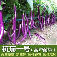 Яйца Hangzhou № 1 длинные яичные яичные яичные семена яичка для яиц.