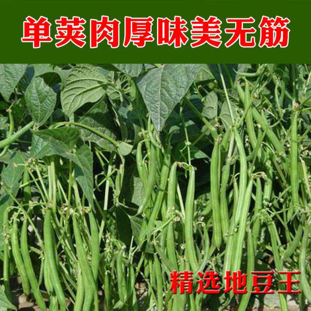 无架豆角种春夏秋季不搭架豇豆
