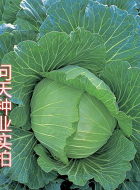 中甘十一号甘蓝种子 蔬菜种子 包菜种子 洋白菜种子结球性强