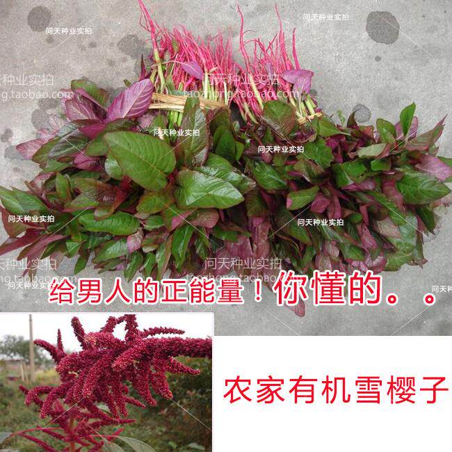 【雪樱子种子】好吃好种 四季春季可盆栽好吃蔬菜野菜种子籽孑