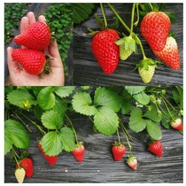 巨大型奶油草莓种子观赏蔬果种子四季播种花卉种子香草种子A