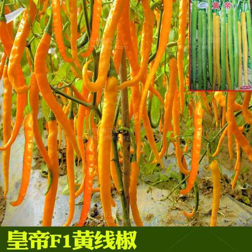 香辣型皇帝黄色线椒朝天椒辣椒杭椒四季春季好吃盆栽蔬菜种子孑 - 封面