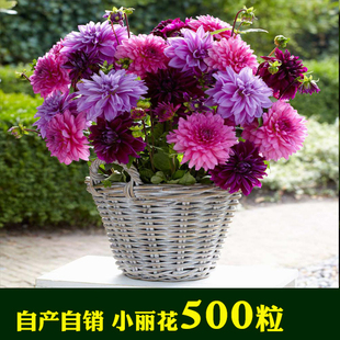 混色单瓣重瓣小丽花种子 波斯菊种子野花组合种子四季盆栽花种子