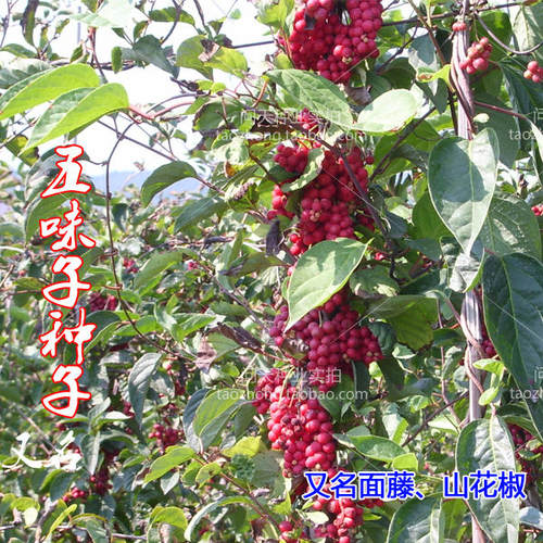 五味子种子观赏可用中药蔬果花籽