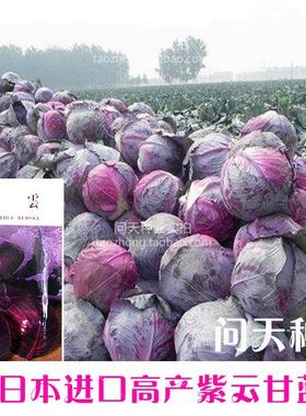 春秋季紫甘蓝包菜大头菜洋白菜油菜四季蔬菜种子籽种孑
