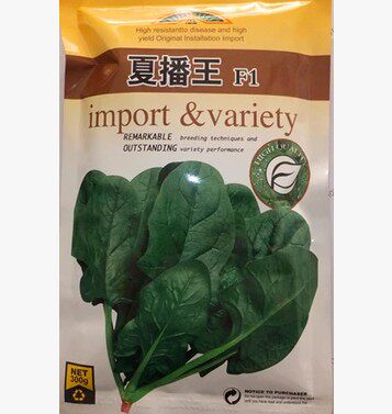进口抗热亩产量高菠菜种子趴菜