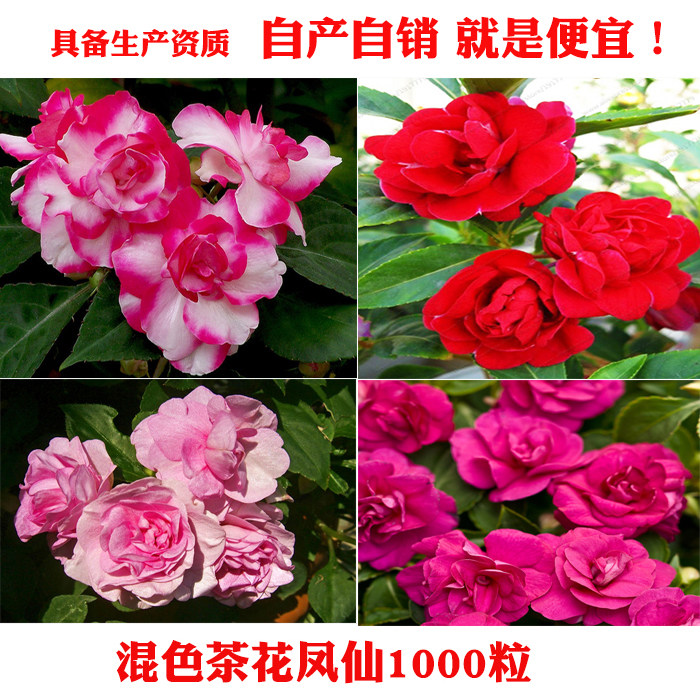 茶花凤仙花种子籽庭院阳台盆栽实验四季易种活花卉指甲花种大全
