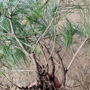 华山松树苗东北山松五针松盆景植物南北方庭院盆栽新款四季易活