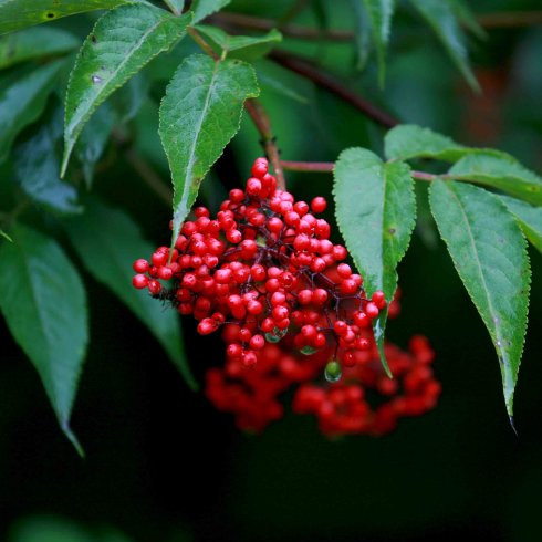 接骨木种子种苗东北中草药植物室内盆栽室外庭院园艺耐寒四季易活