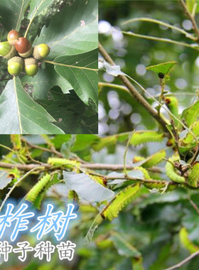 柞树苗东北蒙古栎种子种苗橡树苗南北方种植庭院绿化造景耐寒易活