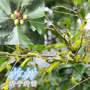 柞树苗东北蒙古栎种子种苗橡树苗南北方种植庭院绿化造景耐寒易活