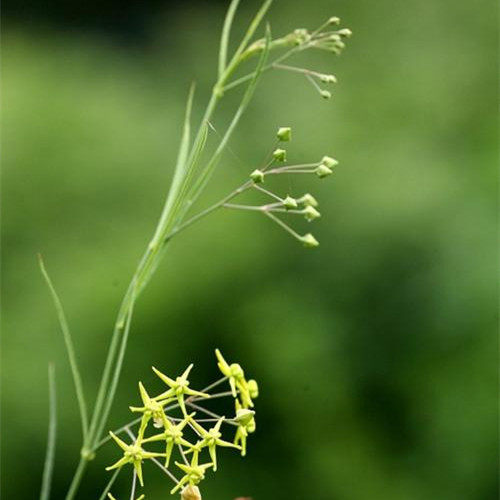 徐长卿种子种苗东北中草药植物阳台庭院四季耐寒新奇花卉园艺