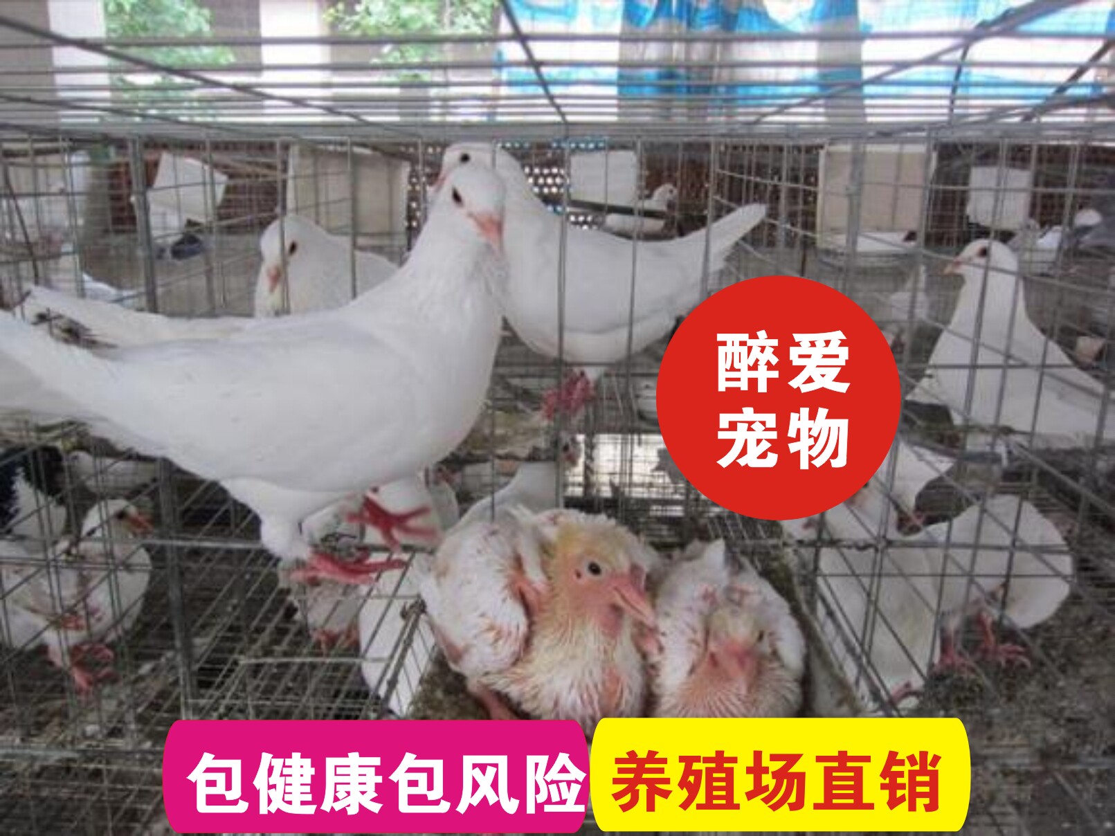 鸽子活一对原配信鸽赛鸽肉鸽观赏鸽小鸽种鸽活物鸽子苗幼鸽包活体