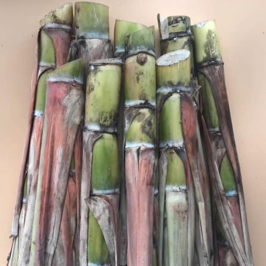 标价是7根包邮广东白玉黄皮甘蔗种苗尾巴玻璃脆皮薄超甜多汁少渣