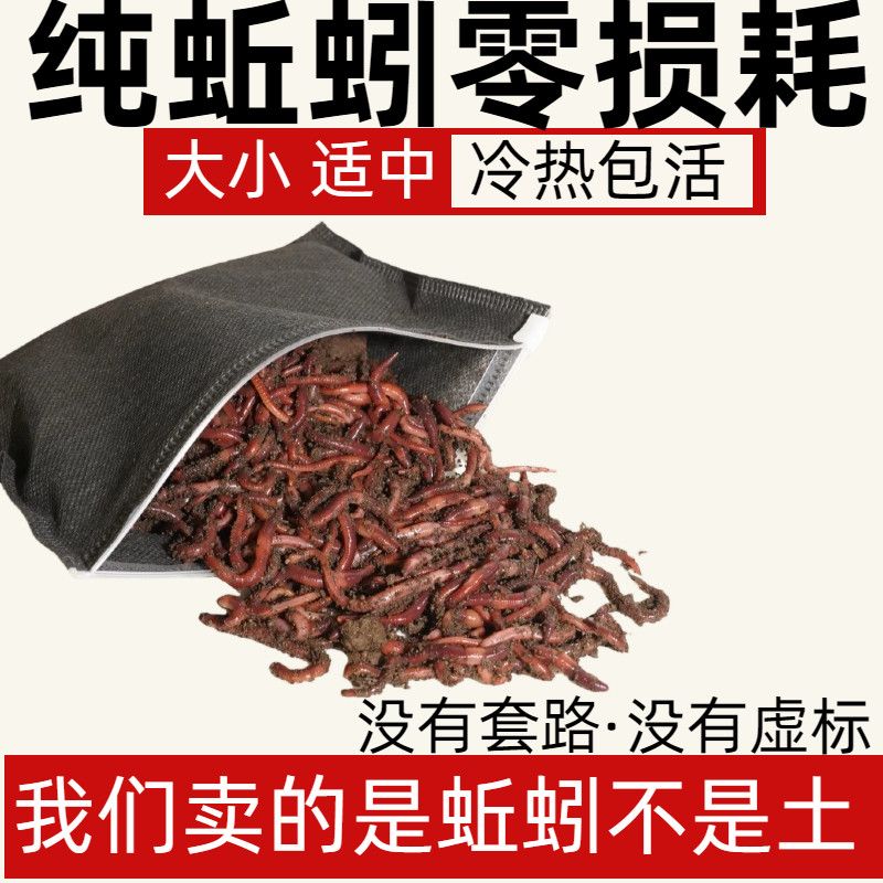 沧州蚯蚓活饵鲜活蚯蚓活体盒装鱼饵活蚯蚓江河红蚯蚓鲜野钓活垂钓