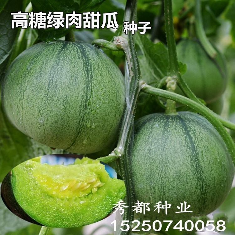 瓜种大全绿宝石冰翡翠脆玉姑冰糖子四季甜瓜香瓜种籽种子皮肉正品