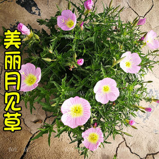 美丽月见草种子宿根花种籽子四季易活庭院阳台盆栽耐寒夜来香花籽