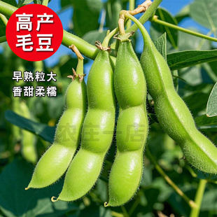 大荚菜毛豆种子早熟粒大香甜柔糯黄豆种子青豆种孑大豆种籽春夏秋