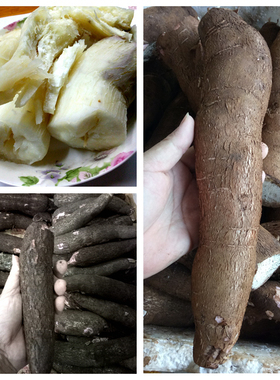海南新鲜白肉木薯 粉糯面包木薯 粗粮糖水店cassava 农家现挖包邮