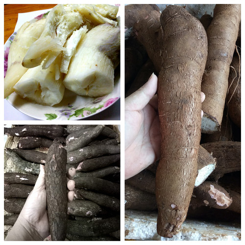 海南白肉面包粗粮cassava木薯