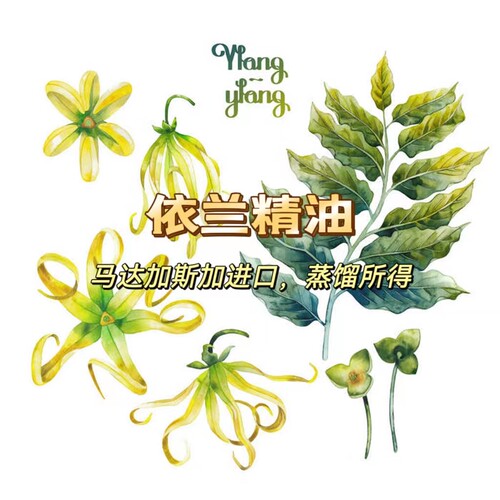 马达加斯加依兰精油 芳疗原材料单方精油