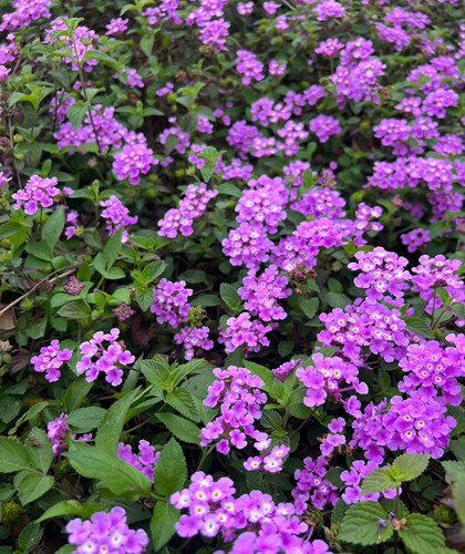 马缨丹五色梅五彩花盆栽四季开花花期长耐热耐寒植物庭院花卉发货