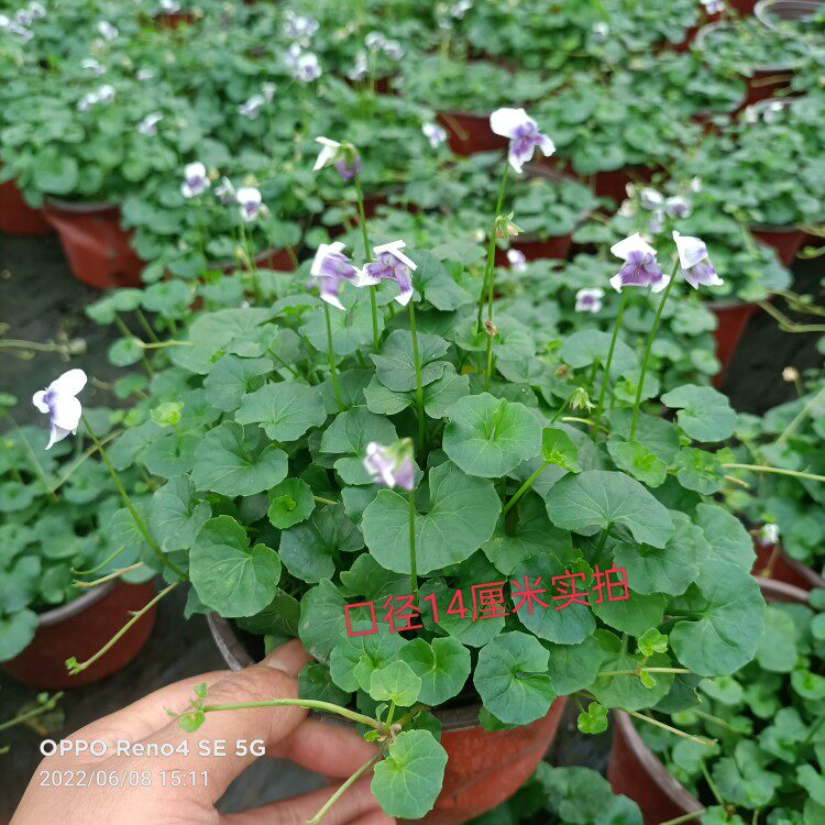 熊猫堇地被吊兰多年生耐热喜阳喜阴宿根四季常青开花新手好养植物