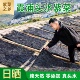 2025年霞浦头水紫菜干货干净无沙免洗紫菜独立小包装 紫菜蛋花汤