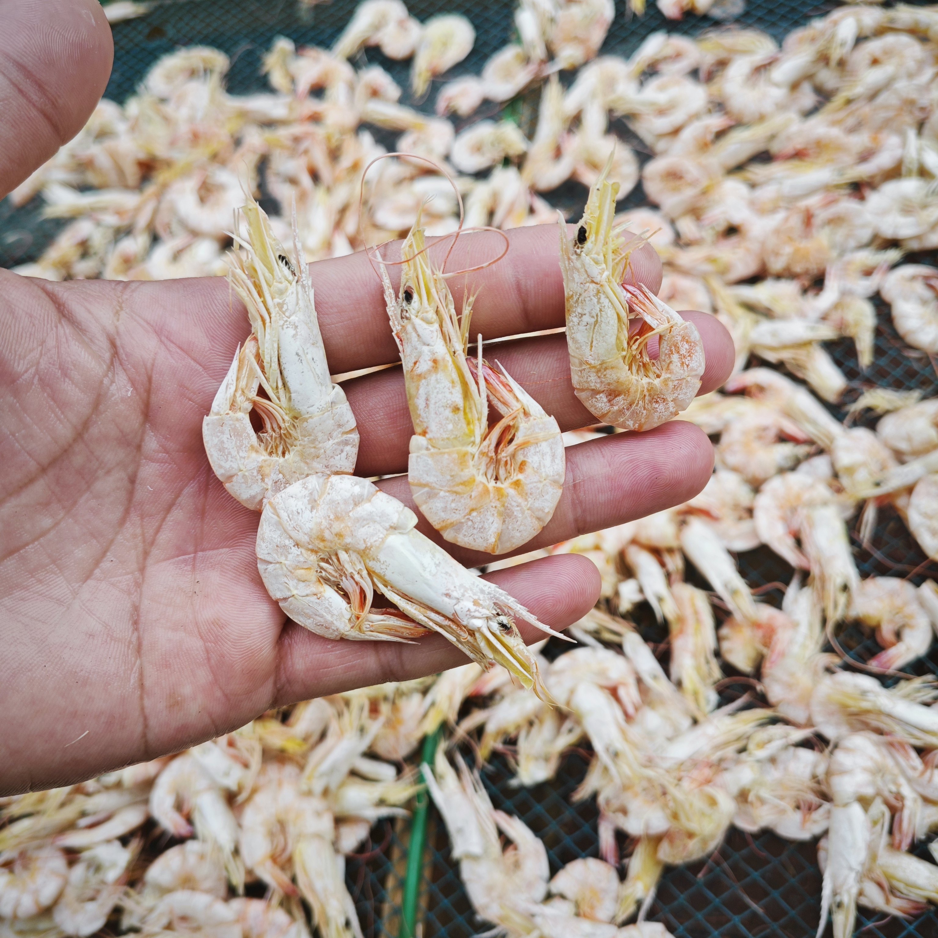 虾干汕尾特产海鲜干货无盐即食孕妇零食日晒虾干活虾鲜晒