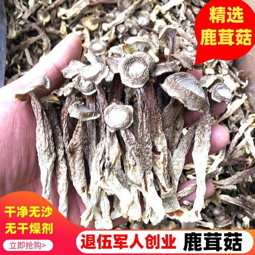 鹿茸菇干货鹿茸菌土特产鹿松茸菇