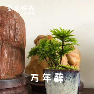 万年藓大型树状苔藓微景观雨林缸生态瓶闷养背景植物鱼缸造景水草