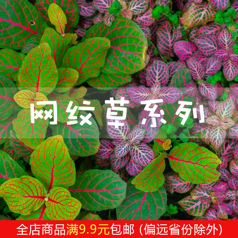 diy网纹草小植物微景观生态瓶