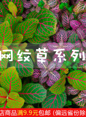 网纹草苔藓微景观生态瓶DIY造景 雨林缸水陆缸创意彩叶迷你小植物